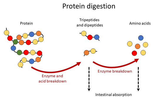 if an enzyme digested proteins it would be called